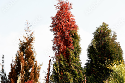 Dry smaragd thuja. Dying tree. photo