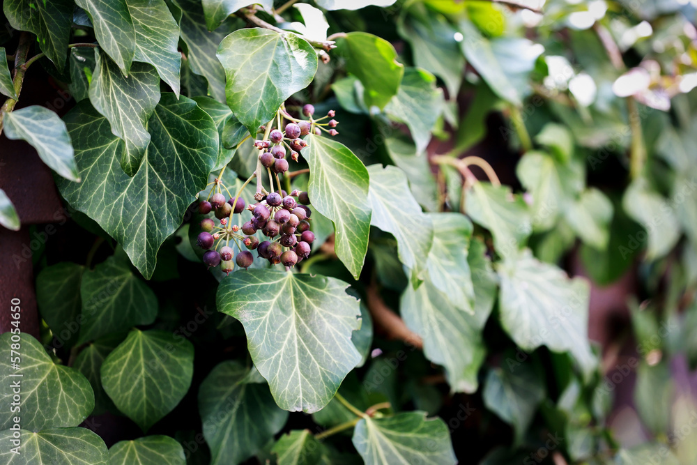 Purple ivy fruits in March. Purple ivy fruits in March.