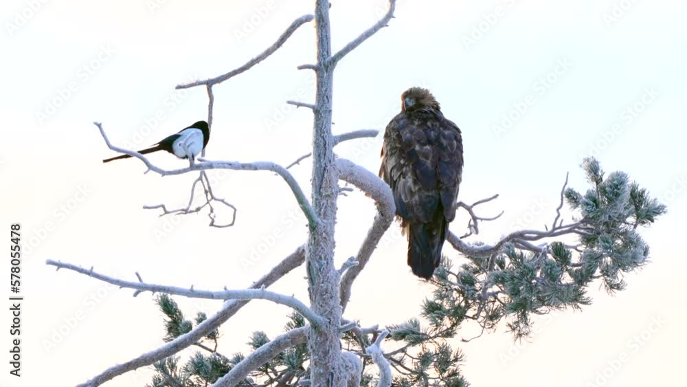 Golden eagle (Aquila chrysaetos) in its natural environment Golden eagle (Aquila chrysaetos) in its natural environment