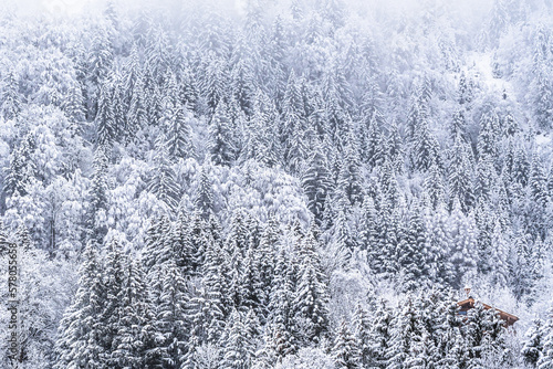 Freshly snow-covered mixed forest © Daniela Baumann