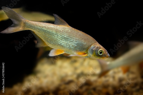 Vimba (Vimba vimba) photography of a freshwater fish photo