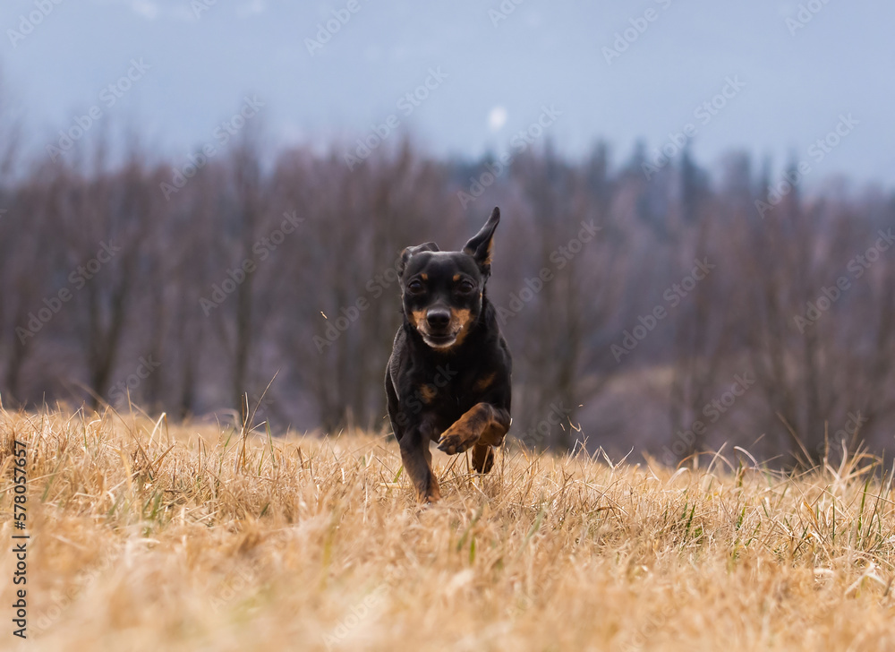 Close-up of front view of a running ratter dog on meadow Close-up of front view of a running ratter dog on meadow