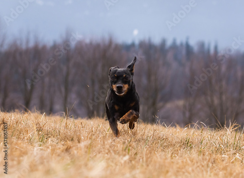 Close-up of front view of a running ratter dog on meadow