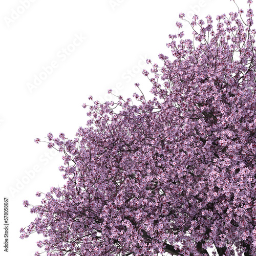 flowering tree     3D   transpaent background