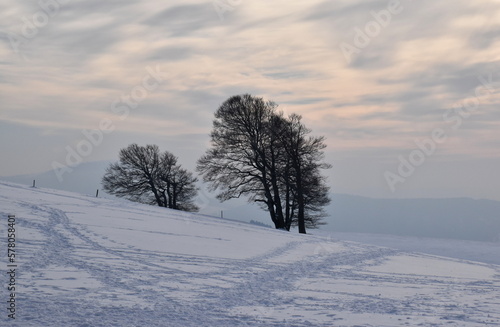 Bäume auf dem Schauinsland im Winter
