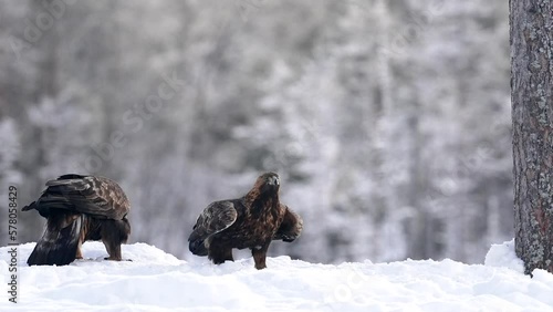Golden eagle (Aquila chrysaetos) in its natural environment