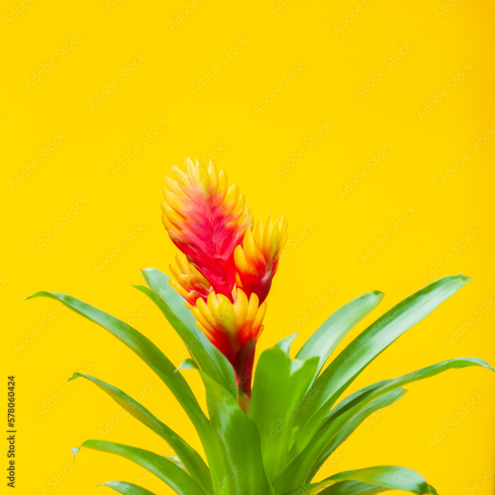 Window plant Window plant