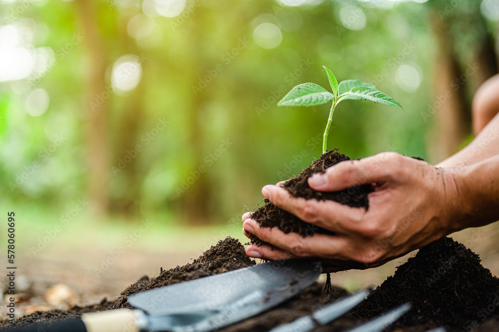 Foto de Planting seedlings with two hands, potholes, shoveling