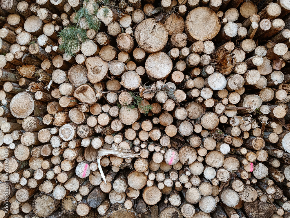 Freshly cut down wood logs. Texture and background of cut down trees. Massive deforestation Freshly cut down wood logs. Texture and background of cut down trees. Massive deforestation