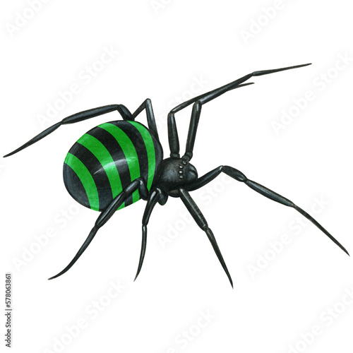 watercolor hand drawn realistic venomous spider