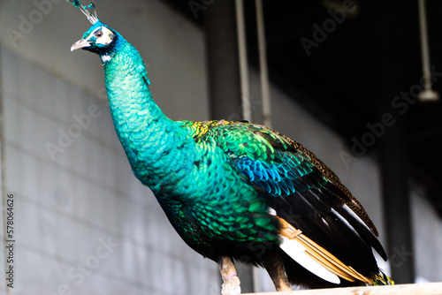 peacock with feathers