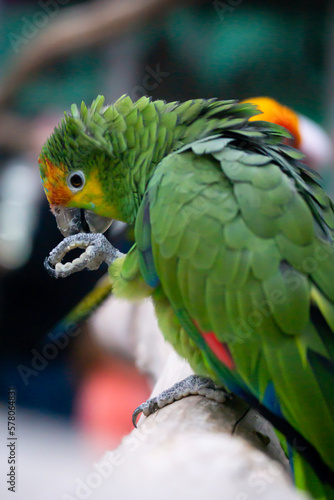 blue and yellow macaw