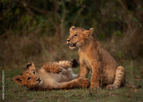 Lion cubs in playful mood in the morning hours at Masai Mara, Kenya