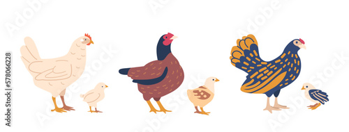 Chicken With Chicks Isolated On White Background. Concept For Poultry Farm  Livestock  Farming Themes