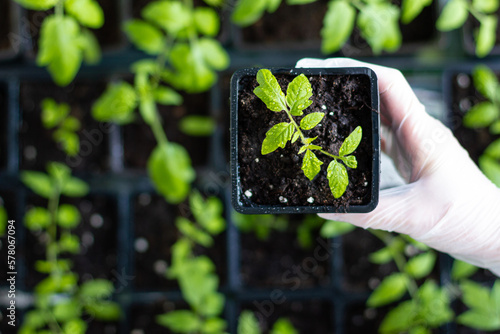 Women's hands in gloves hold a tomato seedling. Close-up. The grown seedlings of tomatoes in the tray