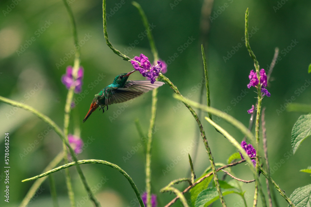 Hummingbird flower 