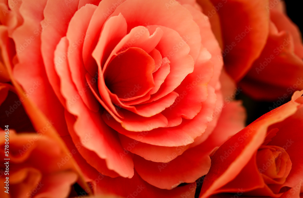 closeup on a pink begonia