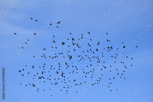 Flock of Blackbirds