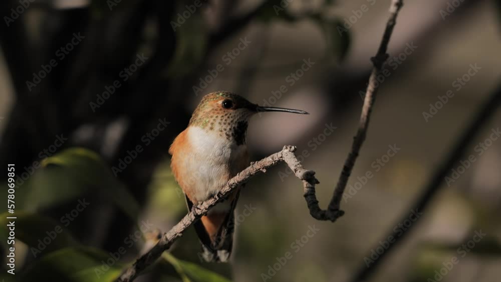 Hummingbirds ((Trochilidae) are happy to visit drinking bowls near houses and drink sugar syrup. Hummingbirds ((Trochilidae) are happy to visit drinking bowls near houses and drink sugar syrup.