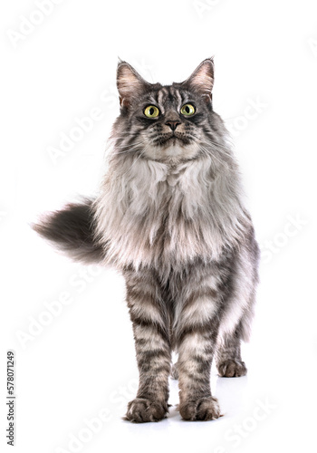 maine coon cat