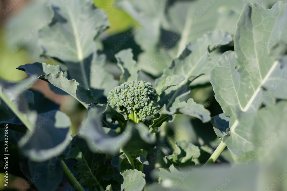Young broccoli in the garden bed. Organic broccoli vegetables growing Young broccoli in the garden bed. Organic broccoli vegetables growing