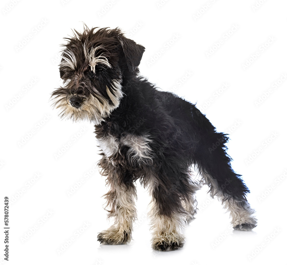 miniature schnauzer in studio