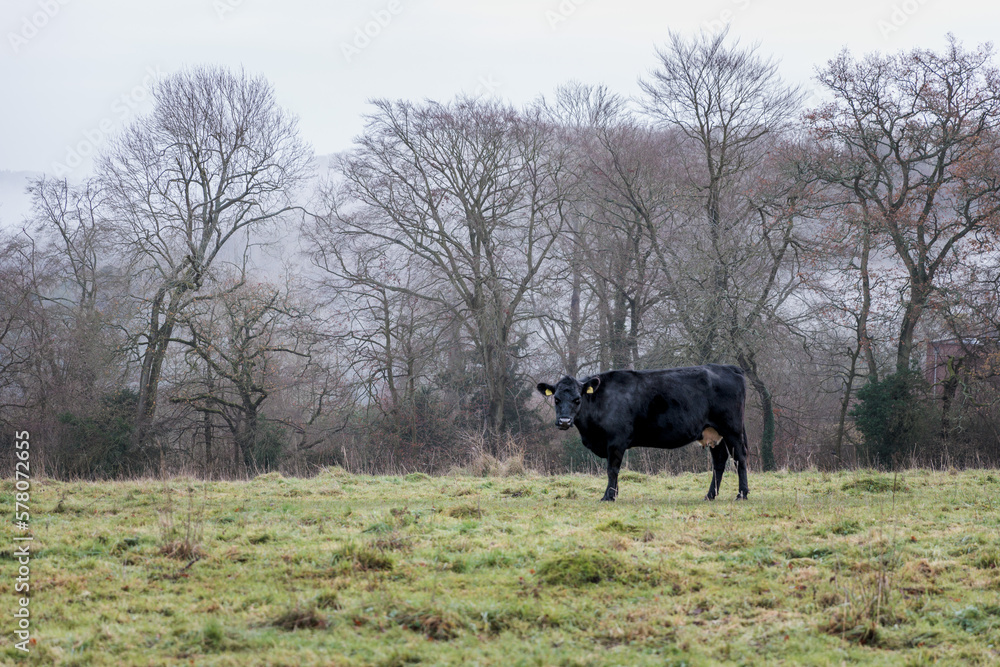 black cow in farm, England, Winter black cow in farm, England, Winter