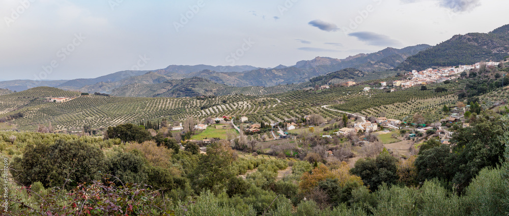 Olive trees plantation in Cazorla mountain range, Spain