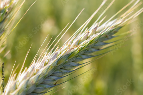 Young wheat ear in sunlight . Close-up. Macro. Wheat ear in nature