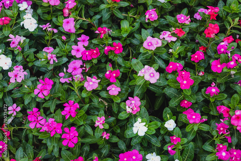 Fototapeta premium beautiful Rose periwinkle on the garden
