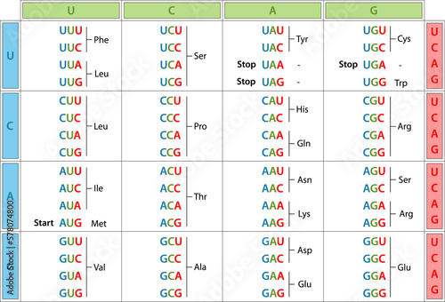 The genetic code table.