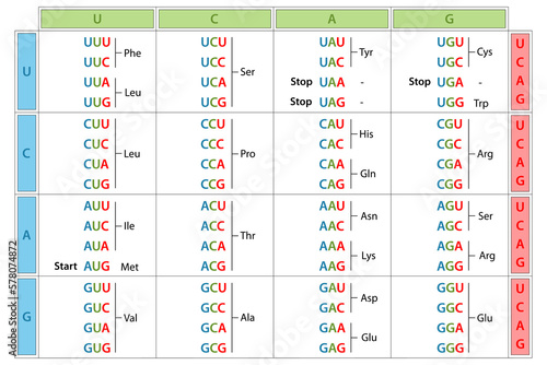 The genetic code table.