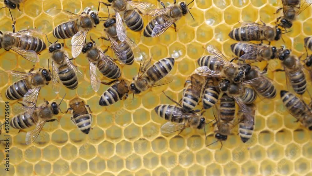 Conversion nectar into honey
Bees have different functions. Now they transform nectar into honey. Conversion nectar into honey
Bees have different functions. Now they transform nectar into honey.