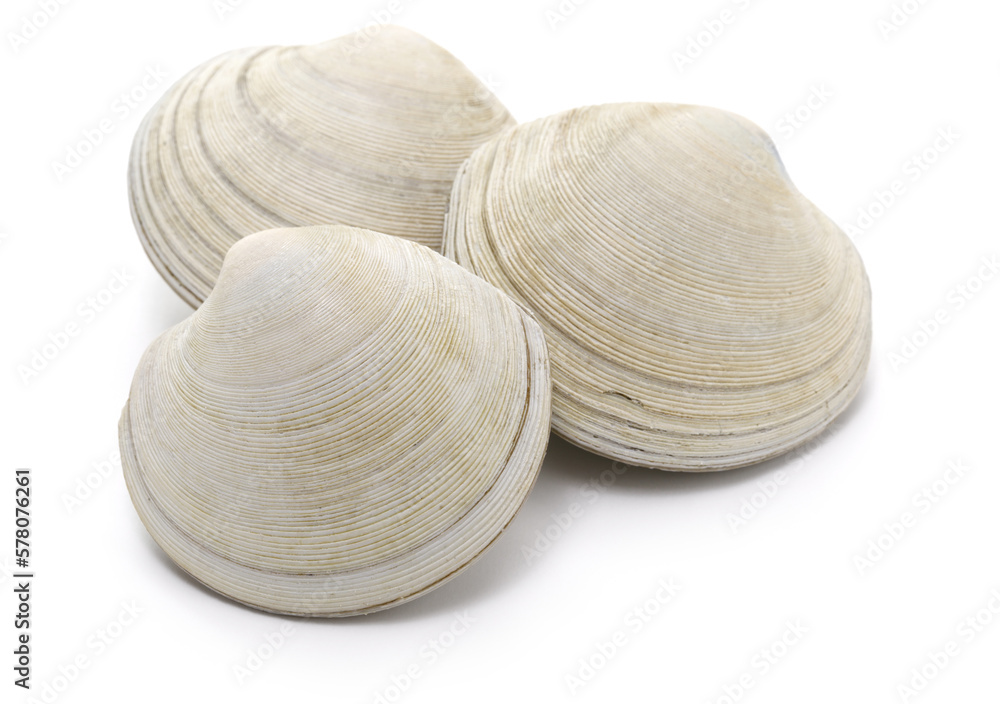 kagamigai, Dosinia japonica isolated on white background kagamigai, Dosinia japonica isolated on white background