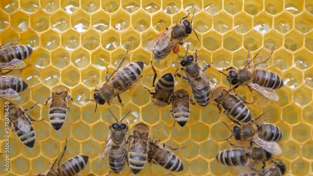 Conversion nectar into honey
Bees have different functions. Now they transform nectar into honey. Conversion nectar into honey
Bees have different functions. Now they transform nectar into honey.