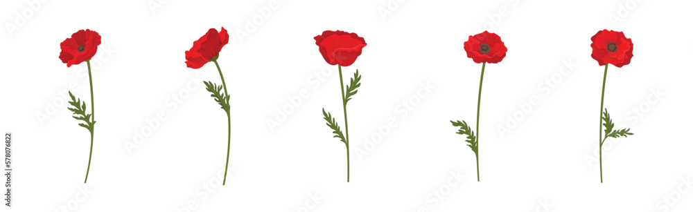Red Poppy as Herbaceous Flowering Plant on Stem Vector Set Red Poppy as Herbaceous Flowering Plant on Stem Vector Set