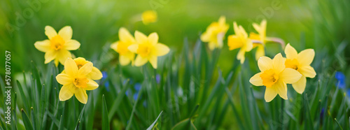 Fotografía Yellow daffodils flowers growth in garden
