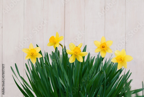 Yellow narcissus flowers on white wooden background