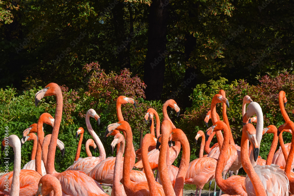 Obraz premium Flamingo in the zoo