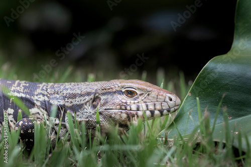 Brazilian Big Lizard. This animal is very rare in Brazilian forests photo