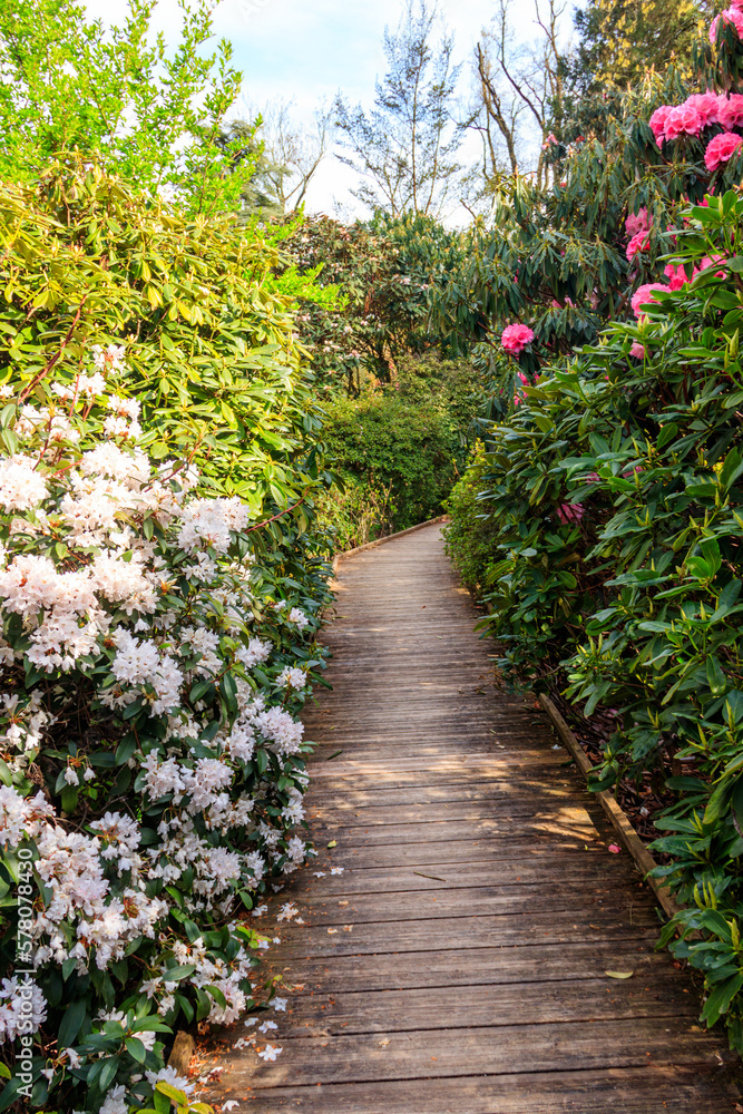 Path between beautiful blooming rhododendrons and camellia trees in botanical garden at spring