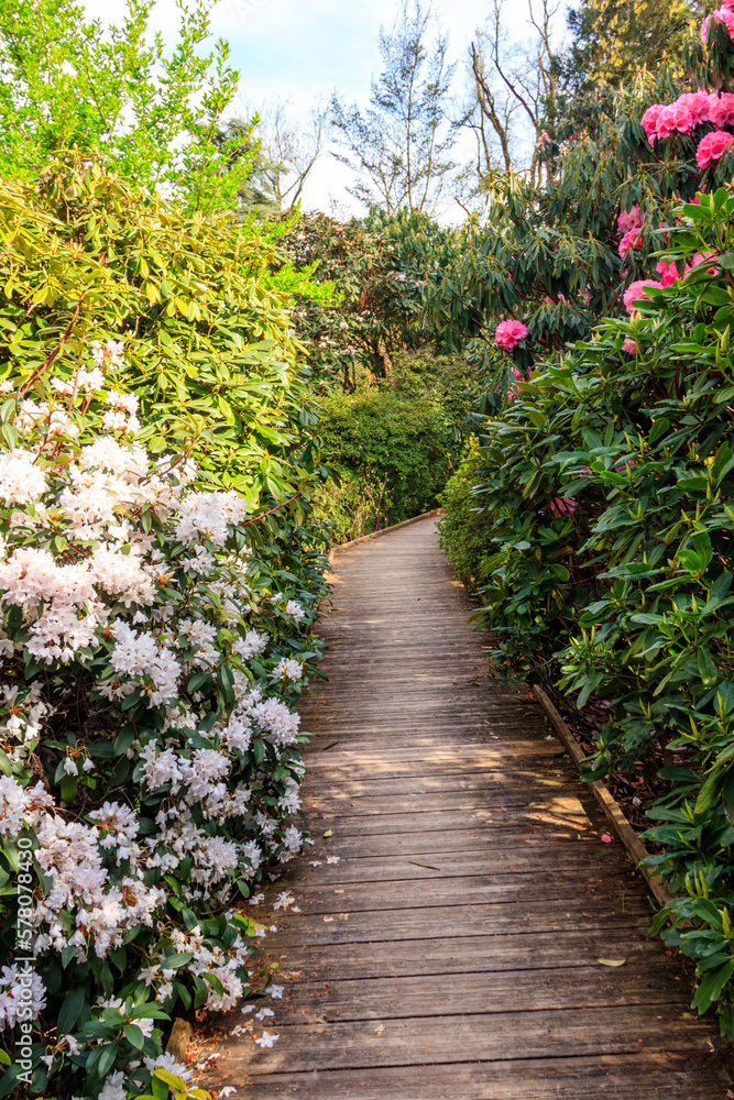 Path between beautiful blooming rhododendrons and camellia trees in botanical garden at spring Path between beautiful blooming rhododendrons and camellia trees in botanical garden at spring
