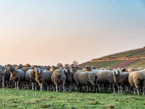 Wallpaper Mural Gr0ße Herde Schafe auf einer Weide Torontodigital.ca