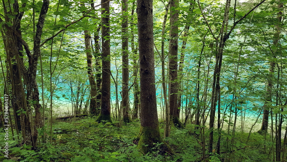 Obraz premium lake water sea seagulls birds on the water lake view landscape forest greenery forest lake mountain air mountain lake landscape nature