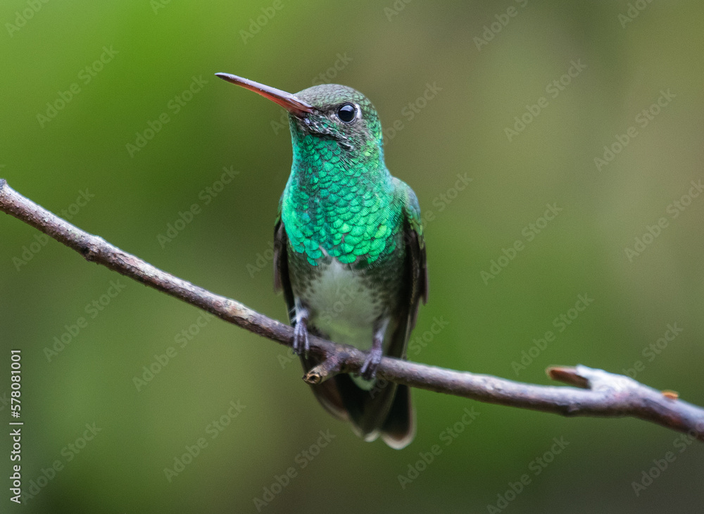 bright hummingbird on a branch
