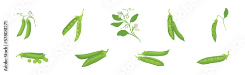 Canvastavla Green Peas in Pod as Agricultural Crop Vector Set