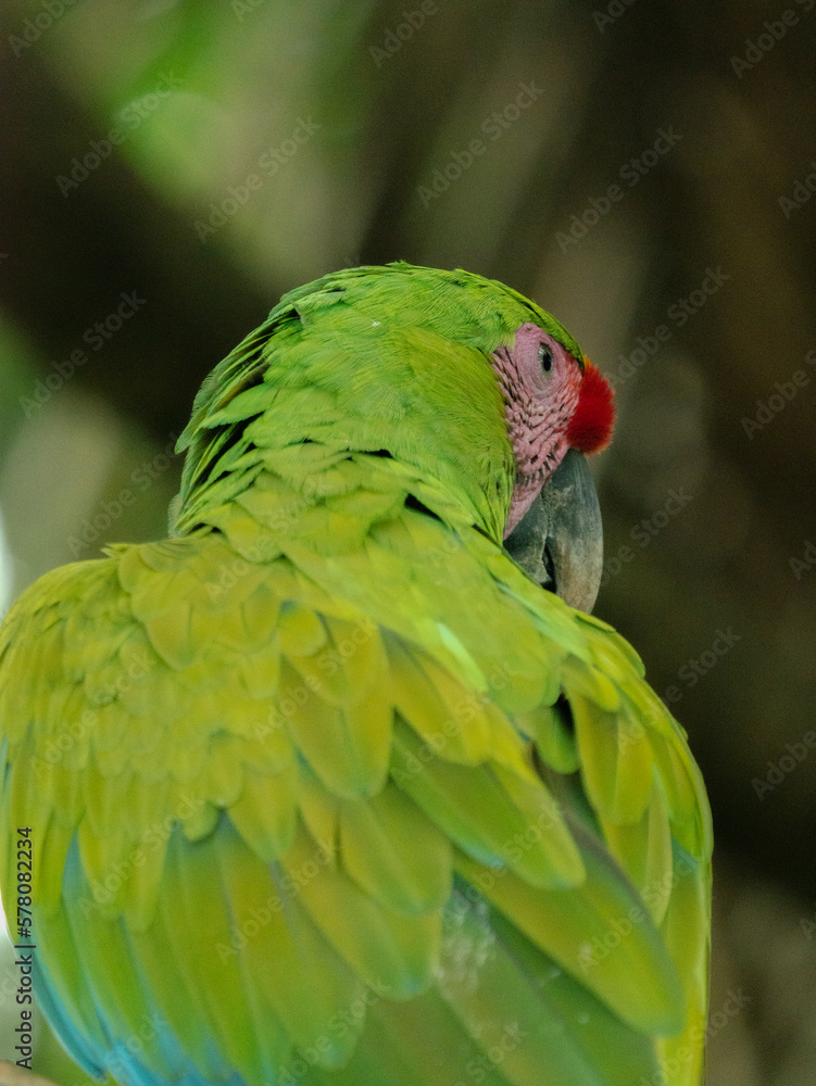 Naklejka premium Great Green Macaw, Costa Rica