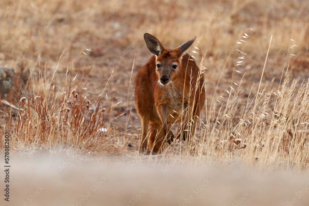 Fototapeta premium Common Wallaroo - Osphranter robustus also called euro or hill wallaroo, mostly nocturnal and solitary, loud hissing noise, sexually dimorphic, like most wallaroos, silhouette in evening