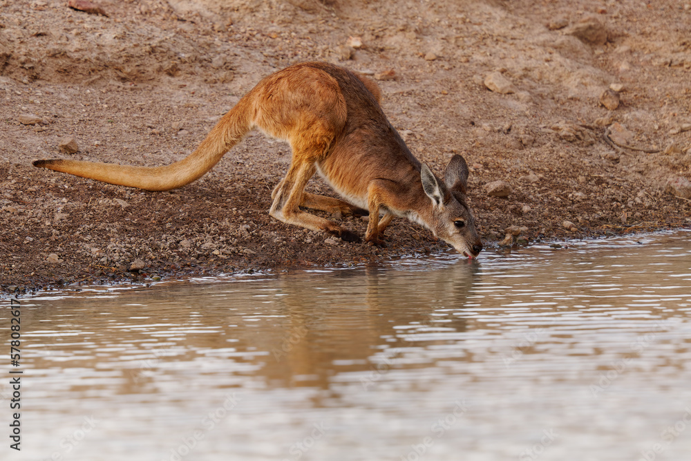 Common Wallaroo - Osphranter robustus also called euro or hill wallaroo, mostly nocturnal and solitary, loud hissing noise, sexually dimorphic, like most wallaroos, drink water in desert Common Wallaroo - Osphranter robustus also called euro or hill wallaroo, mostly nocturnal and solitary, loud hissing noise, sexually dimorphic, like most wallaroos, drink water in desert