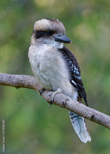 Laughing Kookaburra - Dacelo novaeguineae big kingfisher sitting on the branch in green forrest  in Tasmania  Australia. Hunter bird perching and waiting for the prey in the australian forest